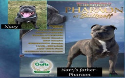 Staffordshire Bull Terrier dogs for sale: Blue Staffordshire Bull Terriers- !!PLEASE READ!! - Image 2