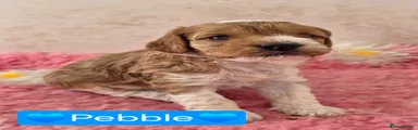 Pebble