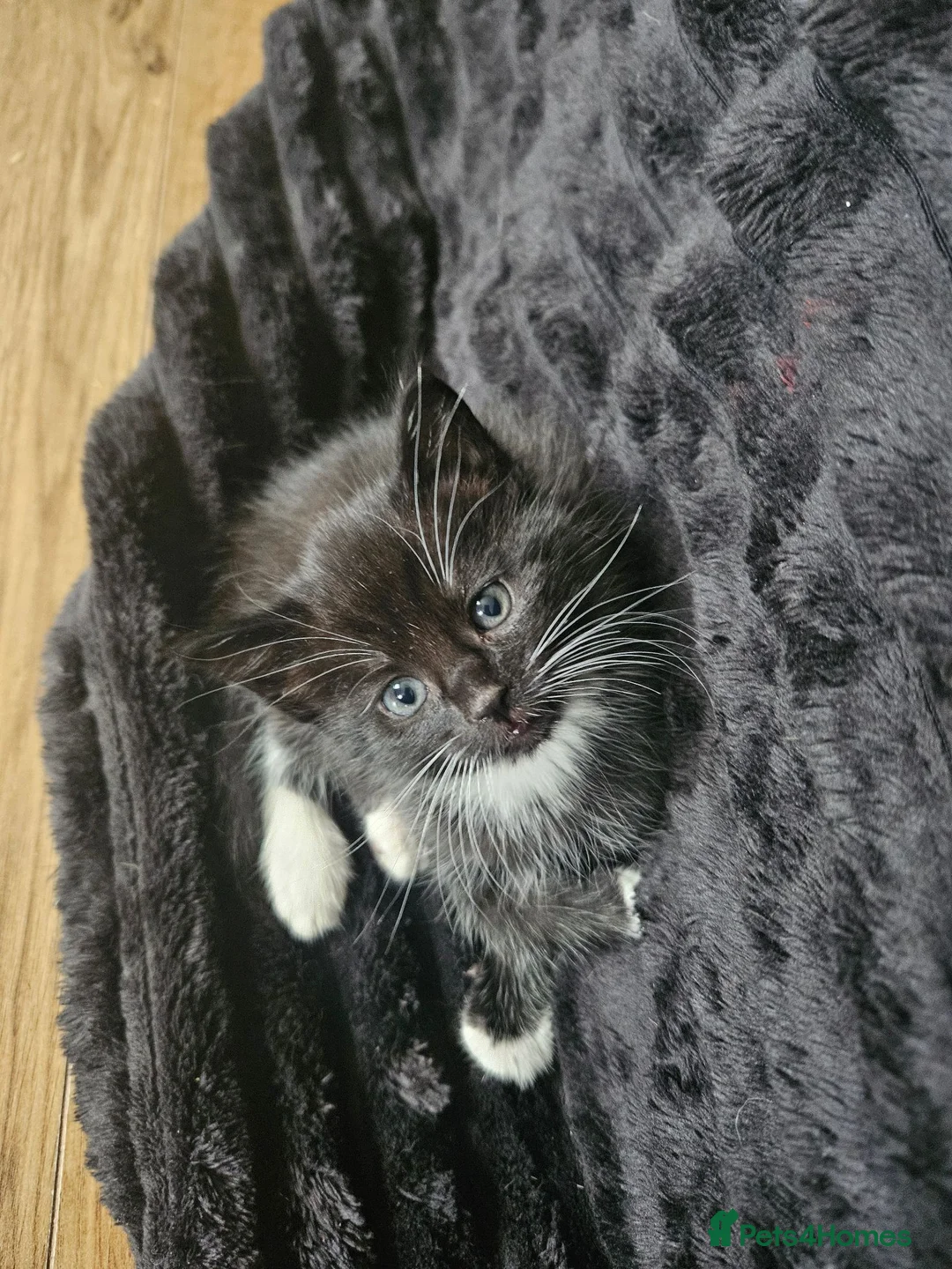 Mixed Breed cats for sale: Kittens  are looking for homes  in Edinburgh - Advert 12