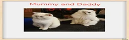 Scottish Fold cats for sale: Scottish Fold/Straight Kittens - Advert 8