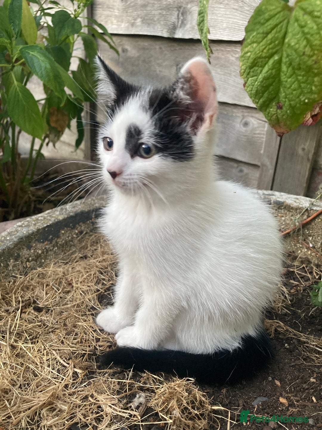 Turkish Van cats for sale: Gorgeous & Loving Turkish Van Kittens - Image 27