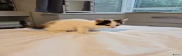 Mixed Breed cats for sale: Ginger, tuxedo and calico kittens - Advert 19