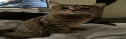 British Shorthair cats for sale: 7 kittens brown/tortoise shell/ ginger n white  - Advert 2