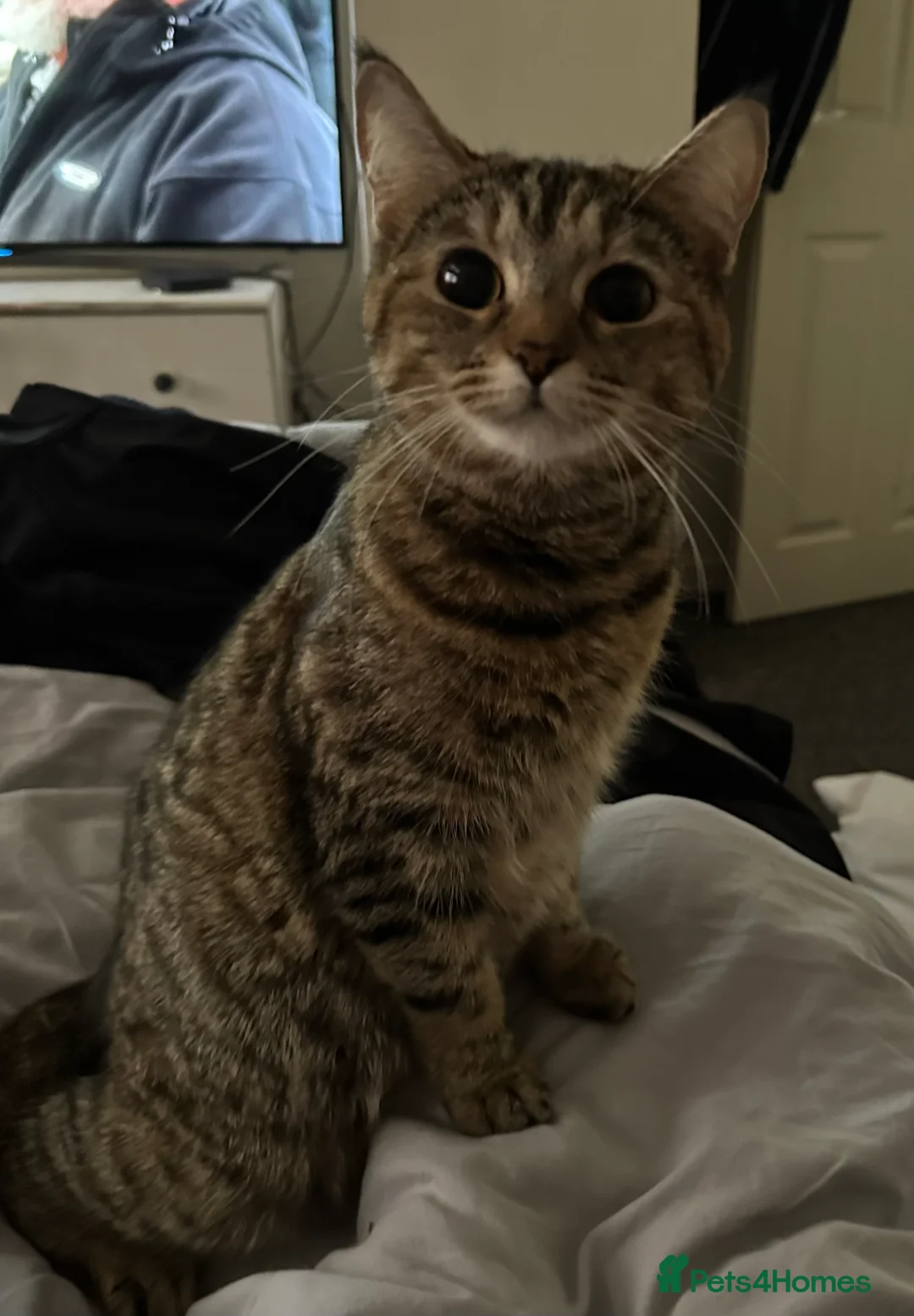 British Shorthair cats for sale: 7 kittens brown/tortoise shell/ ginger n white  - Advert 2