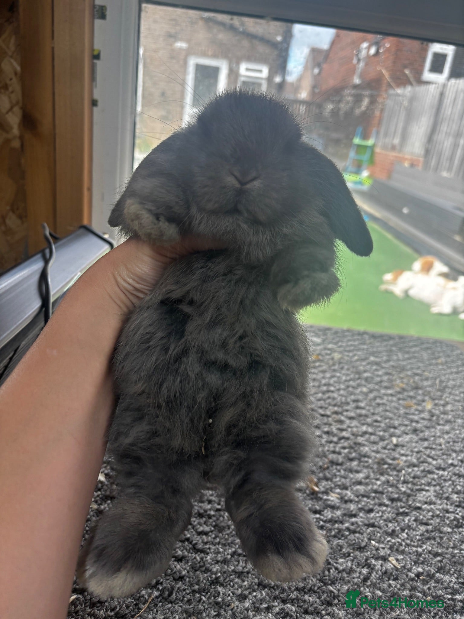 Mini Lop rabbits Baby MiniLops BRC rung and Vaccianted  - Advert 13