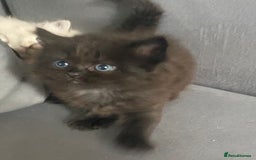 Siberian cats for sale: Siberian Kittens Neva Masquerade White - Image 11