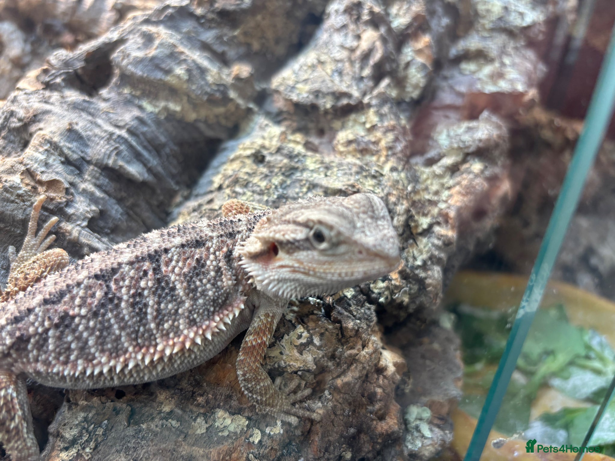 Bearded Dragon reptiles 15 week old female bearded dragon - Advert 1