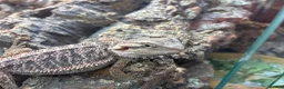 Bearded Dragon reptiles for sale: 15 week old female bearded dragon - Advert 1