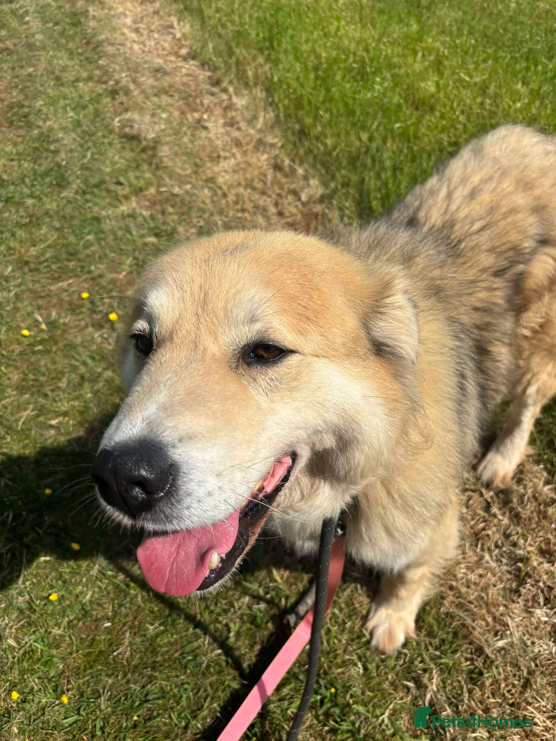 Mixed Breed dogs for adoption: Meet Paddy, currently residing in Cheshire  in Nantwich - Advert 14