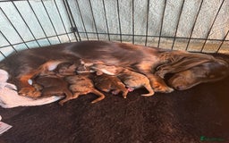 Miniature Dachshund dogs for sale: ‼️ READY NOW‼️ Miniature smooth hair dachshund - Image 6