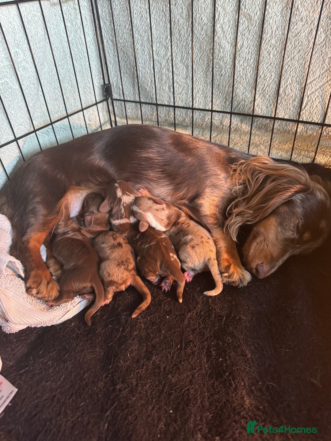 Miniature Dachshund dogs for sale: ‼️ READY NOW‼️ Miniature smooth hair dachshund - Image 6