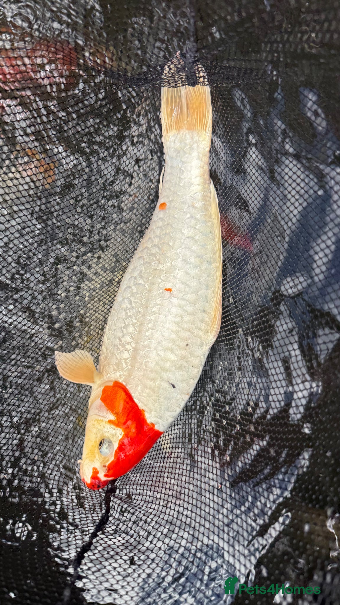 Pond Fish fish Various koi and goldfish  - Advert 1