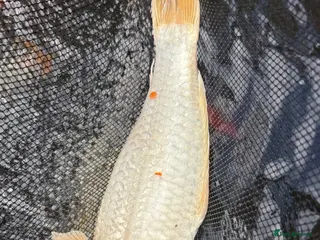 Pond Fish fish Various koi and goldfish - Advert 1