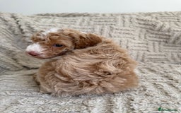 Cockapoo dogs for sale: Stunning F1B Merle Cockapoo Puppies!!!! - Image 15
