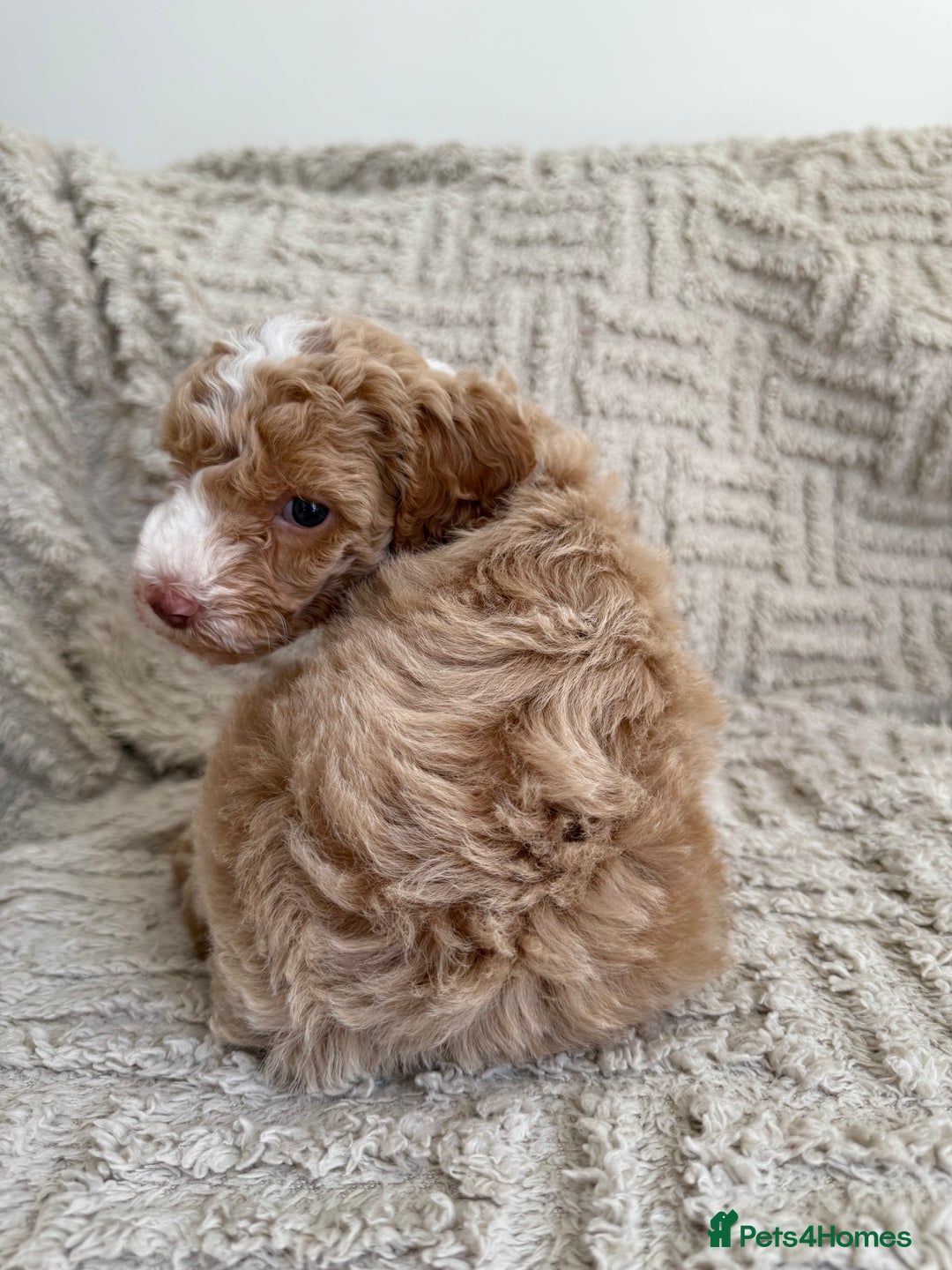 Cockapoo dogs for sale: Stunning F1B Merle Cockapoo Puppies!!!! - Image 15