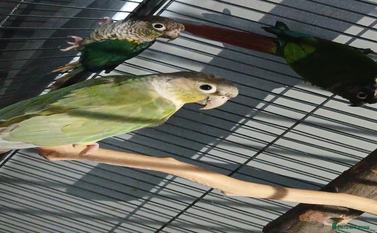 Parrots birds - Advert 19