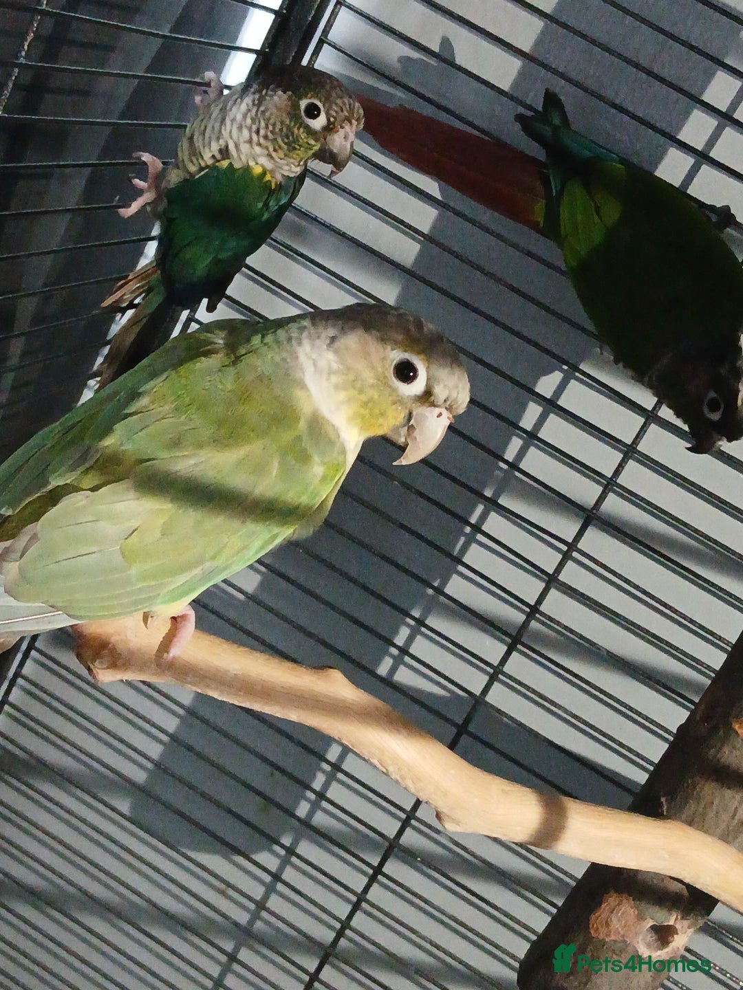 Parrots birds for sale: Bonding pair of parrotlets and conures  - Image 20