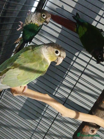 Parrots birds - Advert 19