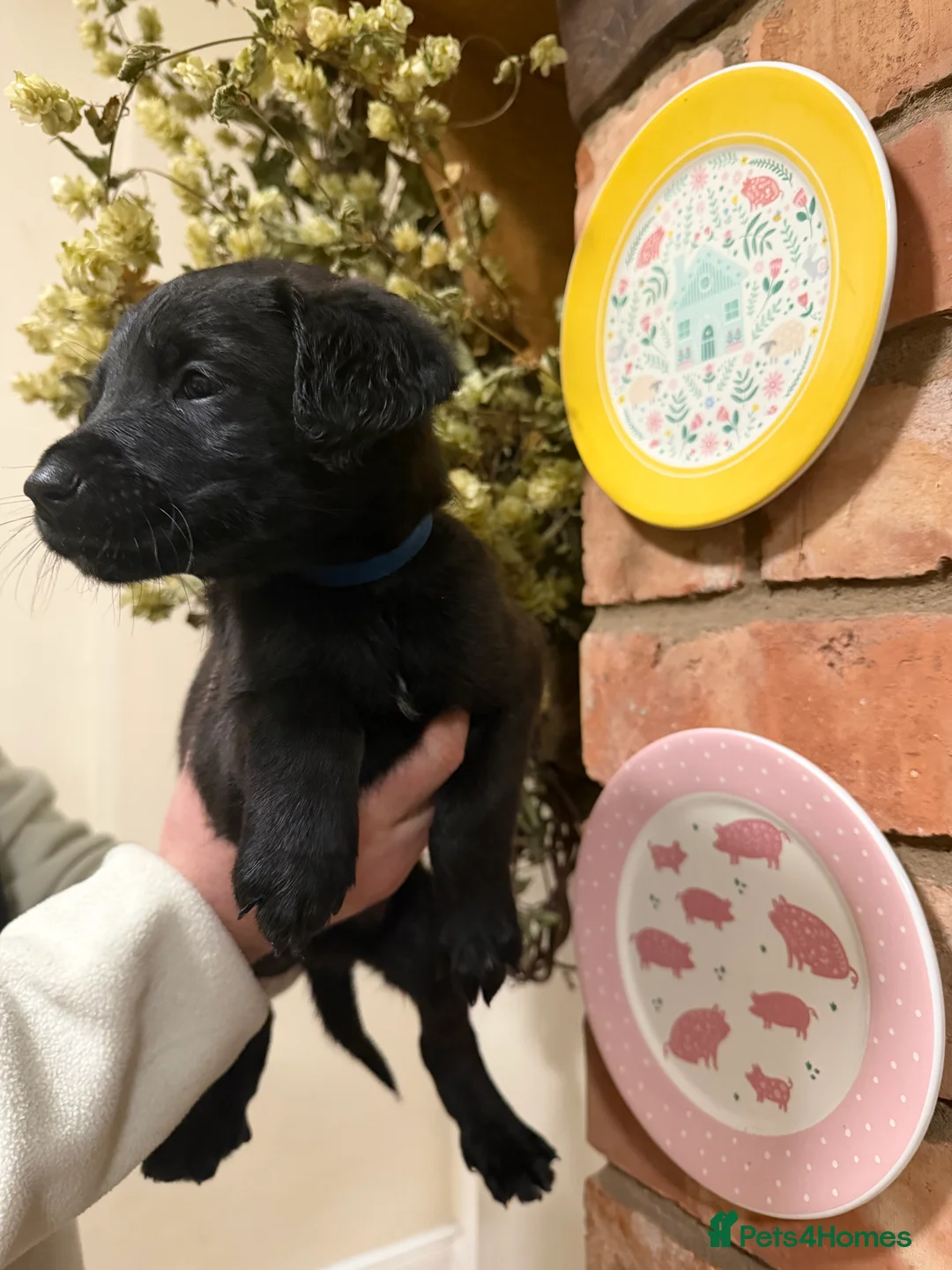 Mixed Breed dogs for sale: Belgian mal/working cocker spaniel  - Advert 7