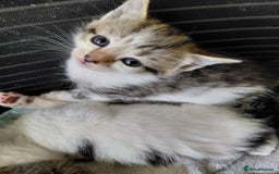 Mixed Breed cats for sale: Beautiful kittens - Image 8