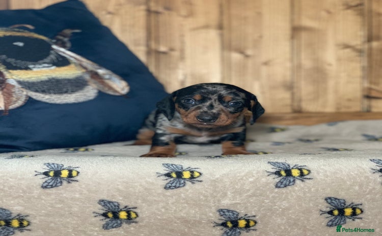 Miniature Dachshund dogs - Advert 1