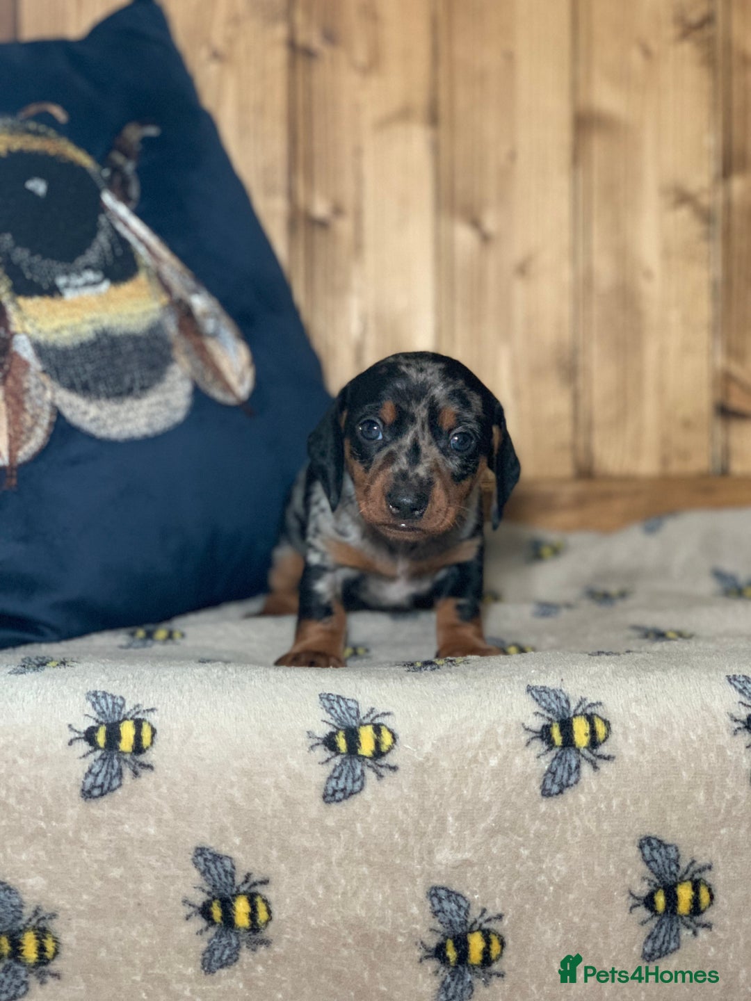 Miniature Dachshund dogs for sale: Beautiful mini dachshund puppies pra clear - Image 1
