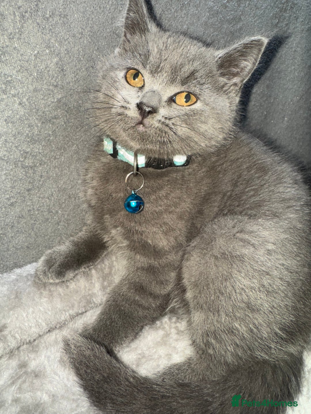 British Shorthair cats for sale: Stunning litter of bsh  - Advert 16