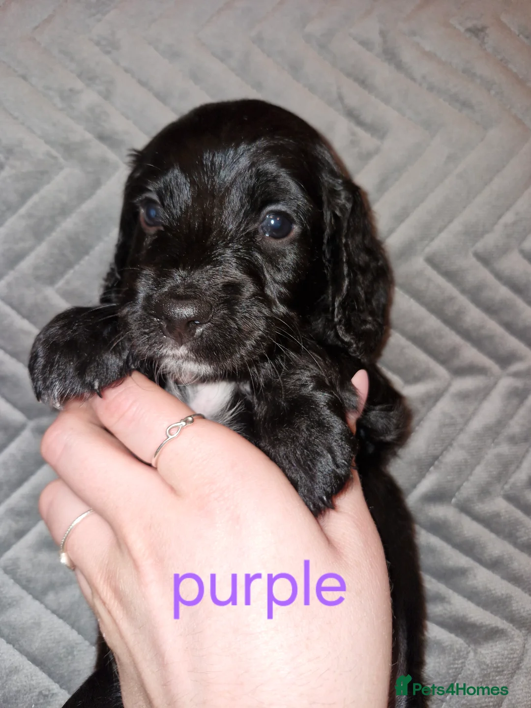 Sproodle dogs for sale: Sproodle f1b puppies - Advert 17