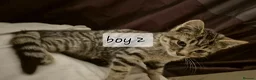 Mixed Breed cats for sale: Maincoon cross kittens ready to leave  - Advert 7