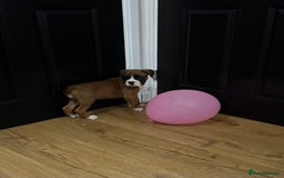 Boxer dogs for sale: Bouncy beautiful boxers  - Image 10