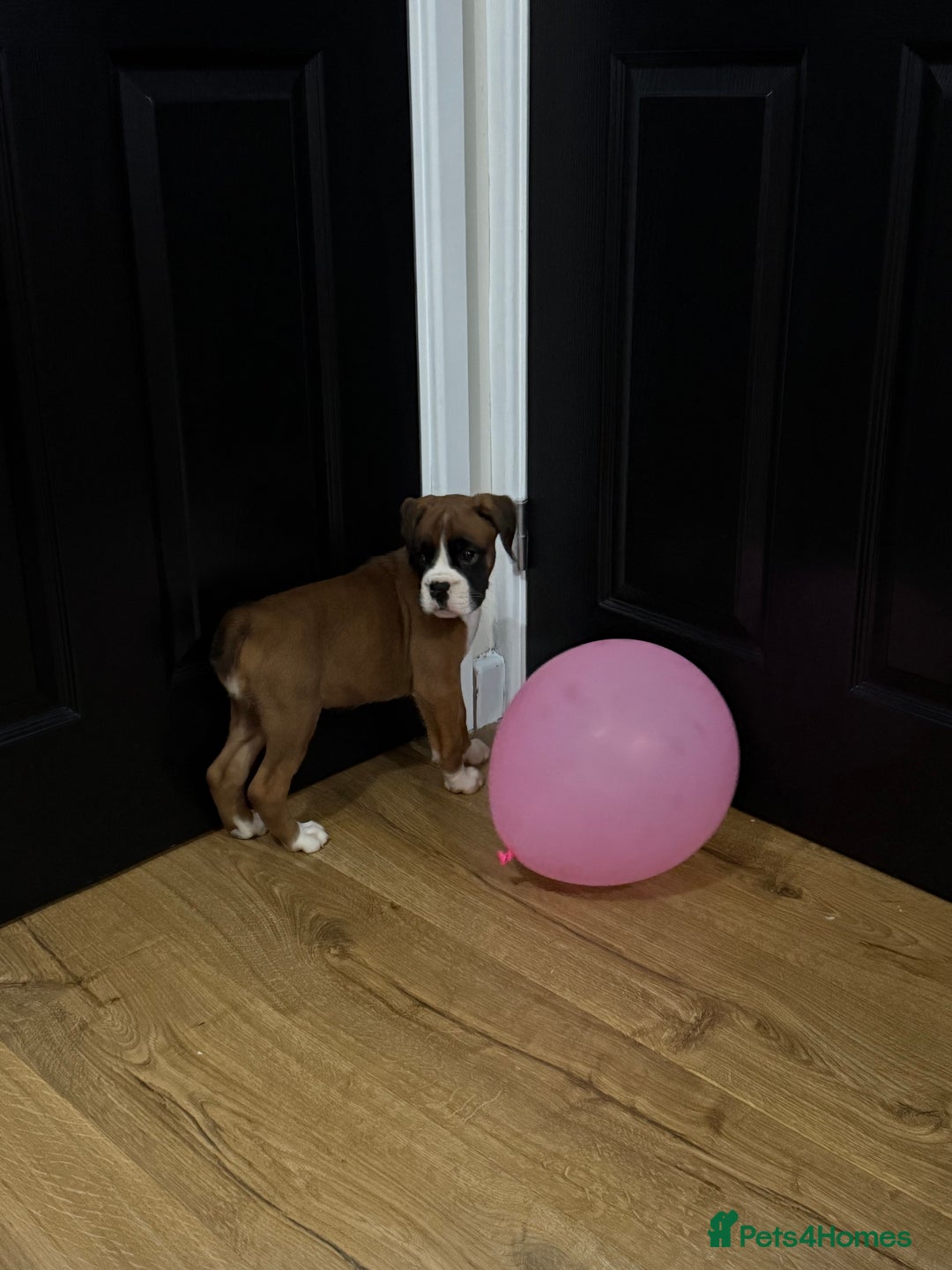 Boxer dogs for sale: Bouncy beautiful boxers  - Image 10