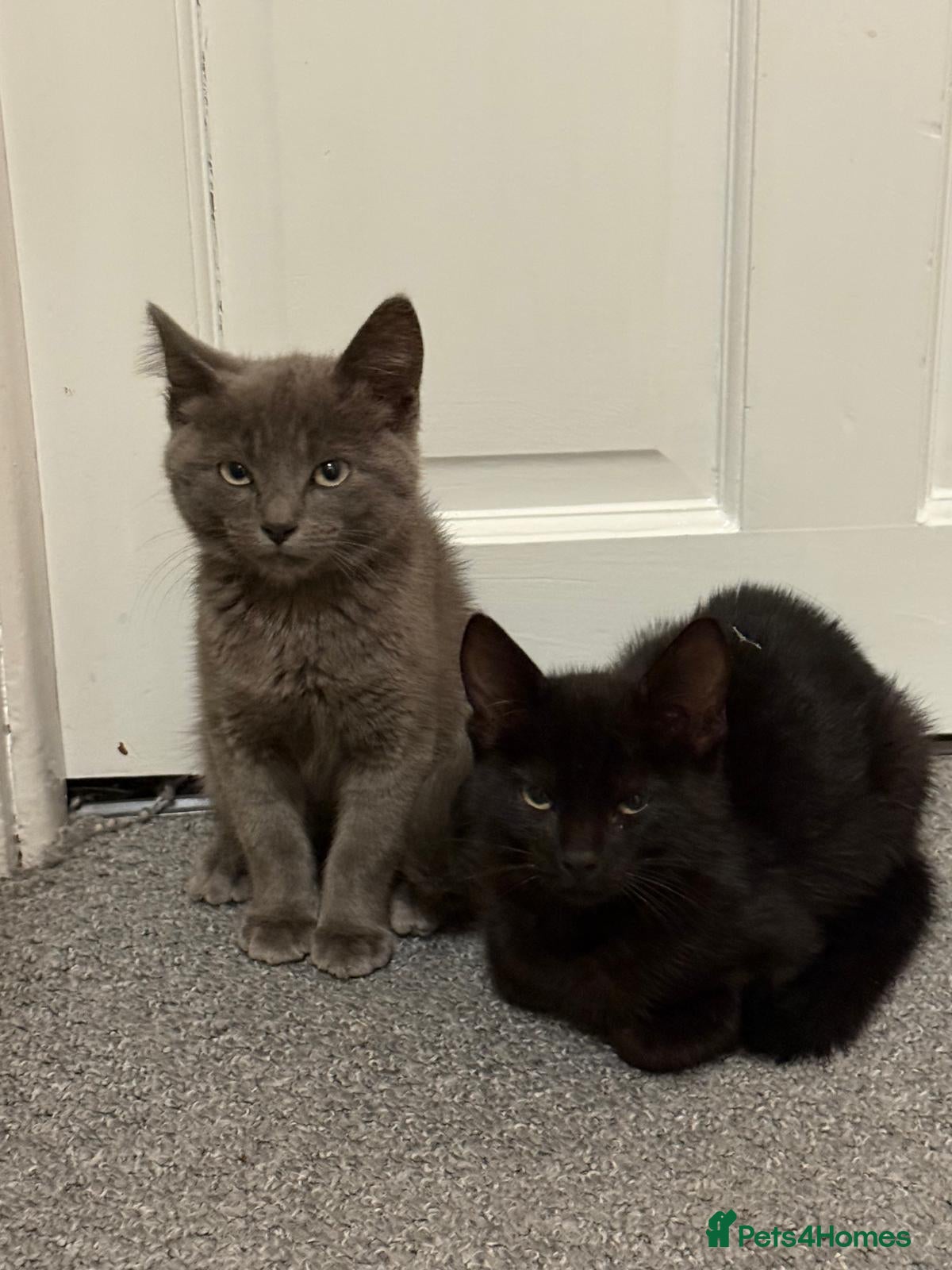 Mixed Breed cats Blue and Black Bonded Pair Male Kittens - Advert 3