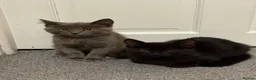 Mixed Breed cats for sale: Blue and Black Bonded Pair Male Kittens - Advert 1
