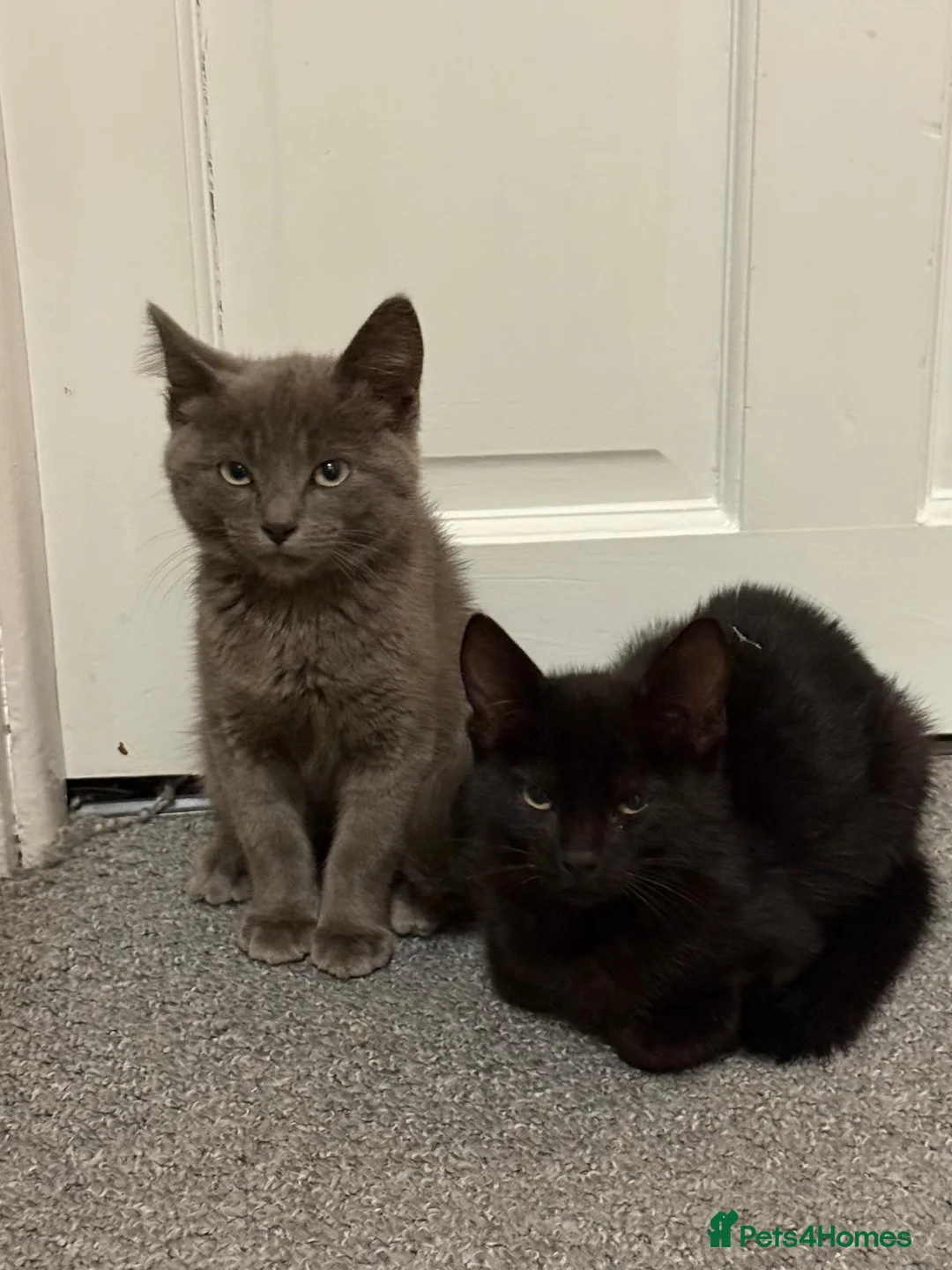 Mixed Breed cats for sale: Blue and Black Bonded Pair Male Kittens - Advert 1