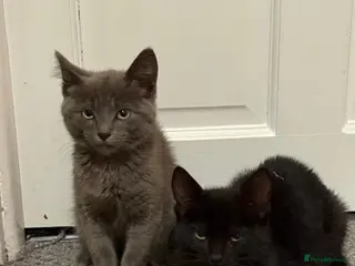Mixed Breed cats Blue and Black Bonded Pair Male Kittens - Advert 3