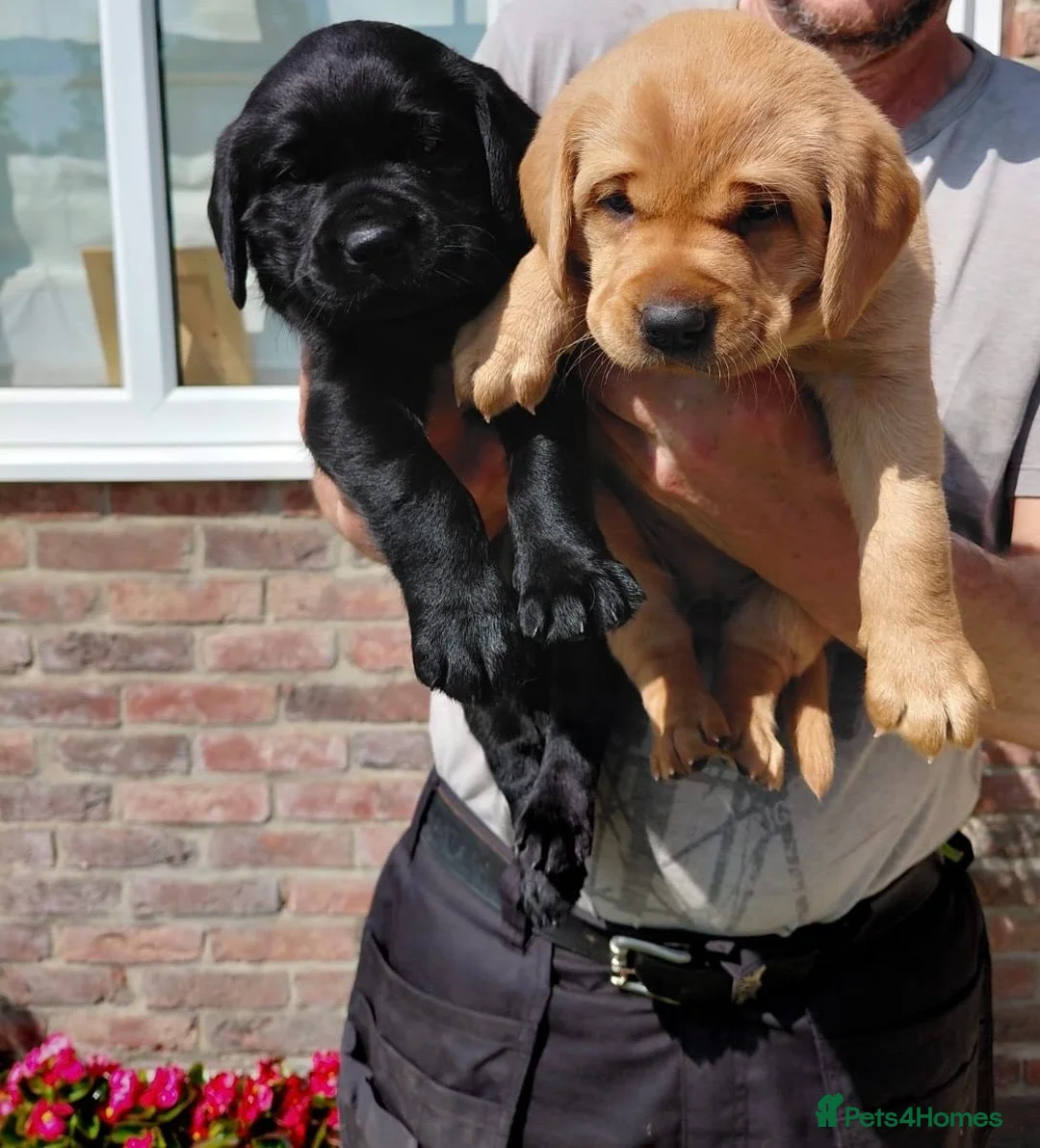 Labrador Retriever dogs for sale: Beautiful Labrador retrievers    - Advert 1