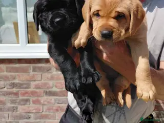 Labrador Retriever dogs Beautiful Labrador retrievers - Advert 1