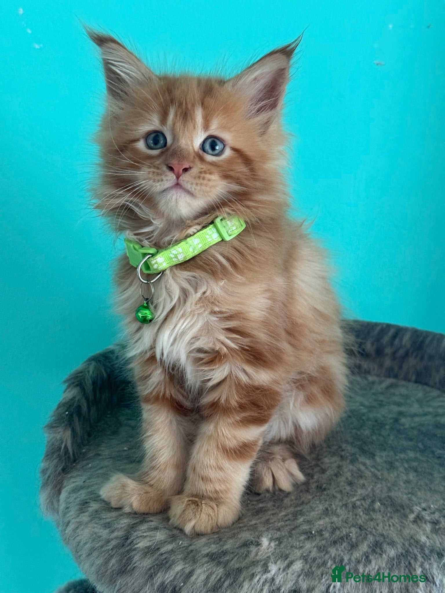 Maine Coon cats REDUCED One ginger mainecoon left   - Advert 1