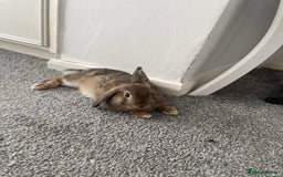Netherland Dwarf rabbits for sale: My gorgeous netherland dwarf rabbits ❤️❤️❤️ - Image 3