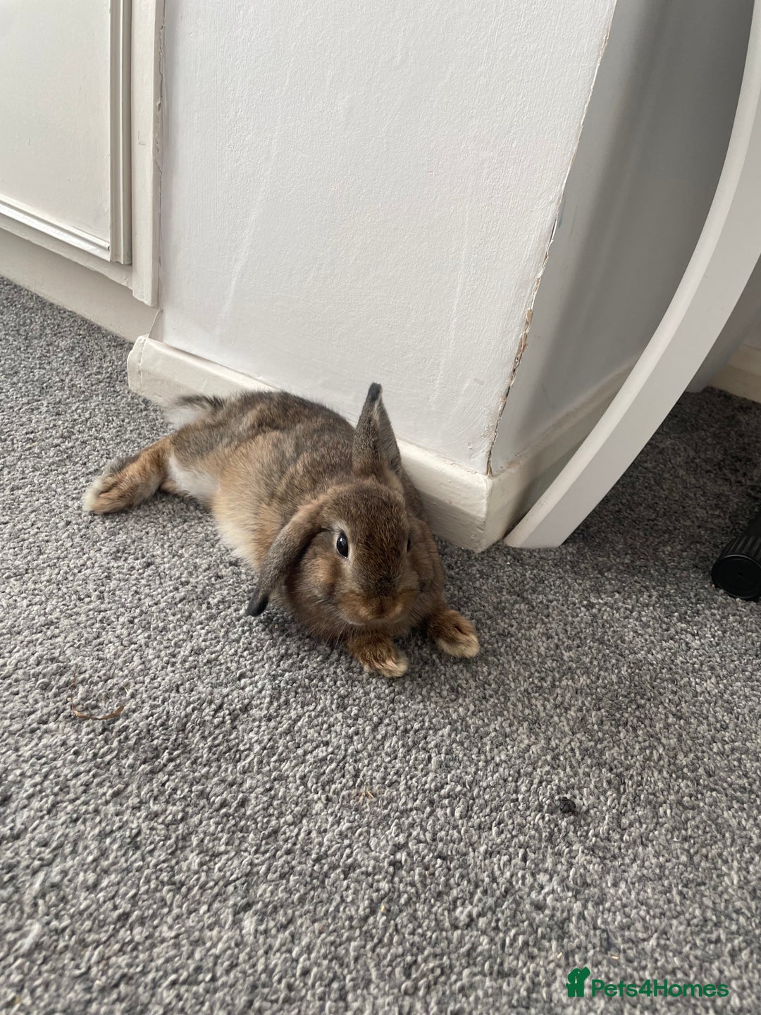 Netherland Dwarf rabbits for sale: My gorgeous netherland dwarf rabbits ❤️❤️❤️ - Image 3