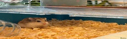Hamster rodents for sale: Dwarf hamster in Dundee - Advert 4