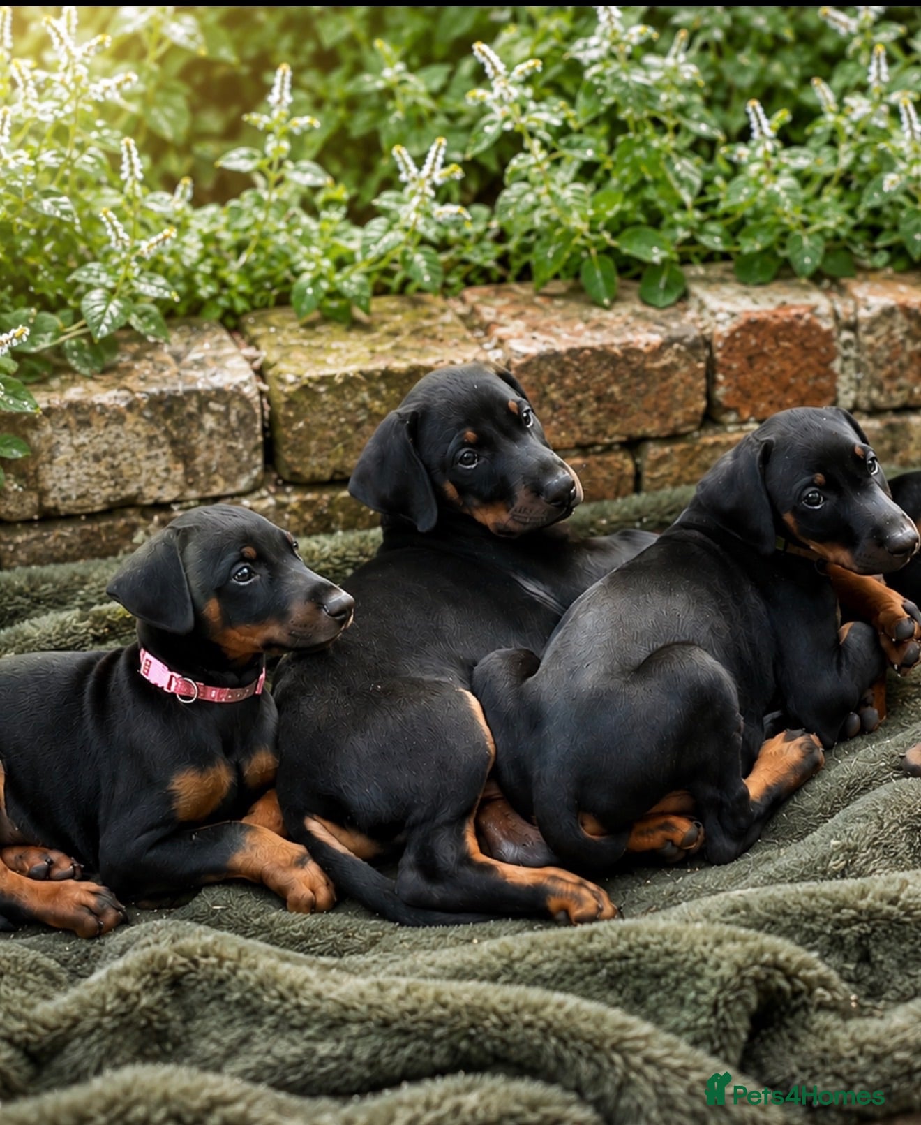 Dobermann dogs Dobermann Pups - Advert 3
