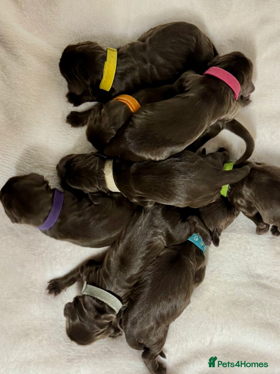 Cocker Spaniel dogs for sale: Kennel club registered  - Advert 3