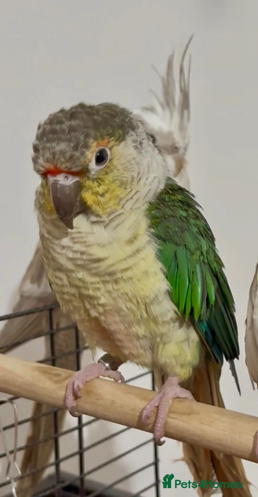 Conures birds for sale: Green Cheek Conure – Sweet, Tame & Loving in London - Advert 2