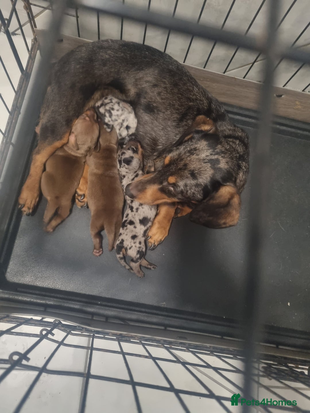 Miniature Dachshund dogs for sale: Miniature Dachshund  - Advert 30