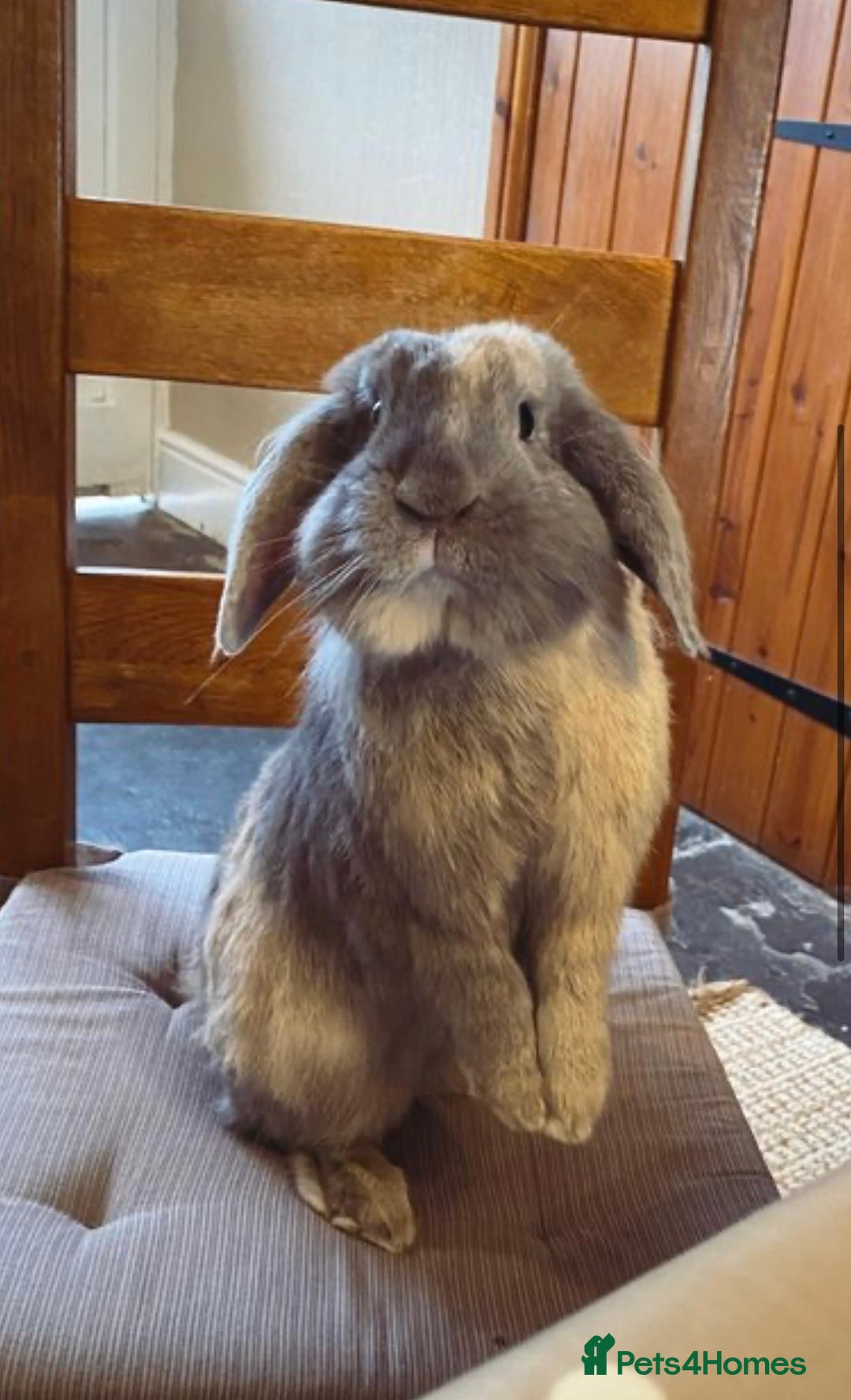 Lionhead rabbits for sale: Lions mane pair - Advert 2