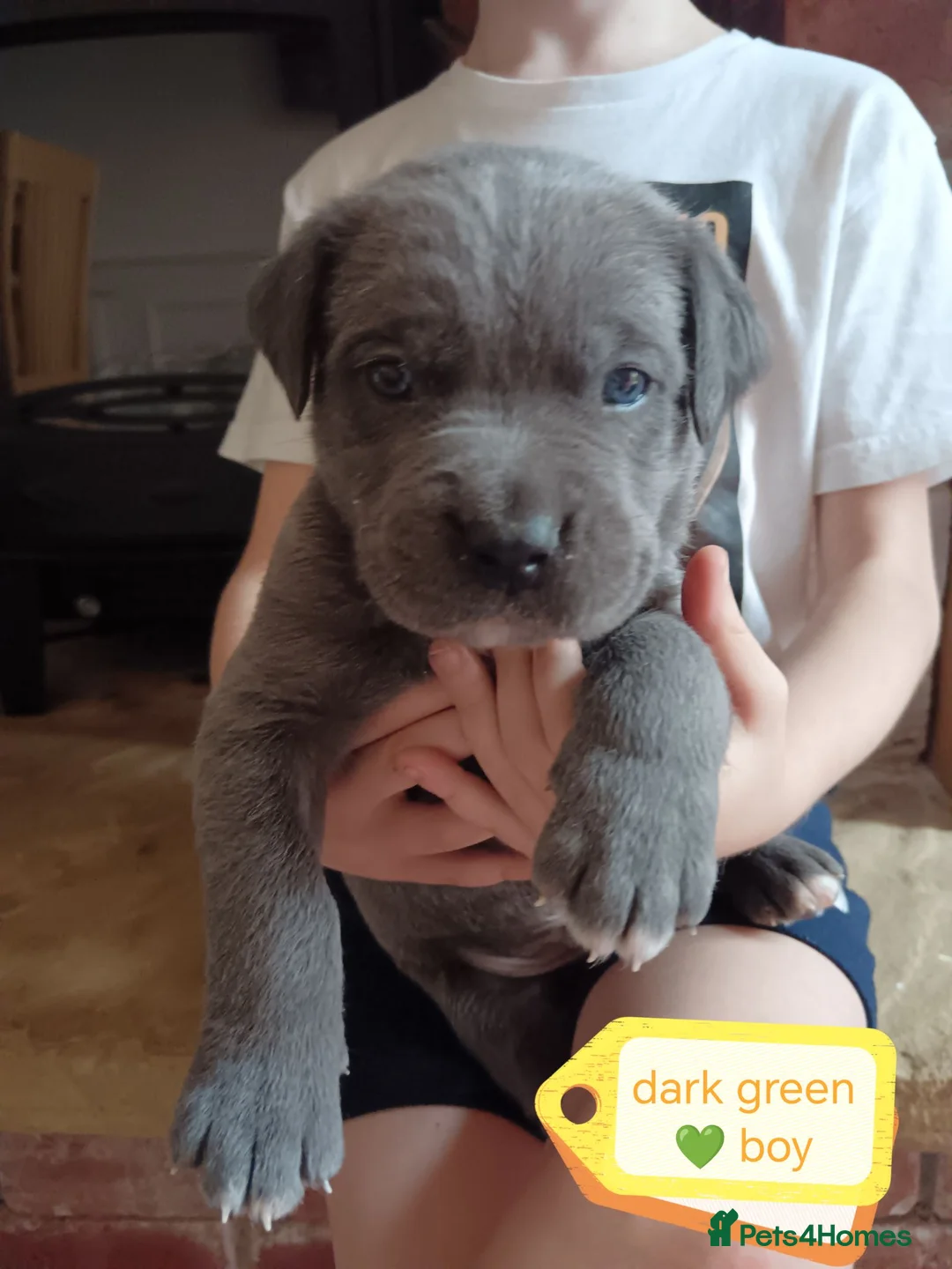 Cane Corso dogs for sale: 💎Cane Corso Puppies💎🥰 READY TO GO SOON ♥️  - Advert 2