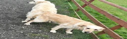 Golden Retriever dogs for sale: Stunning golden retrievers  - Advert 3