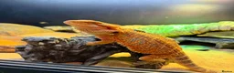 Bearded Dragon reptiles for sale: Orange bearded dragon in Peterborough - Advert 3