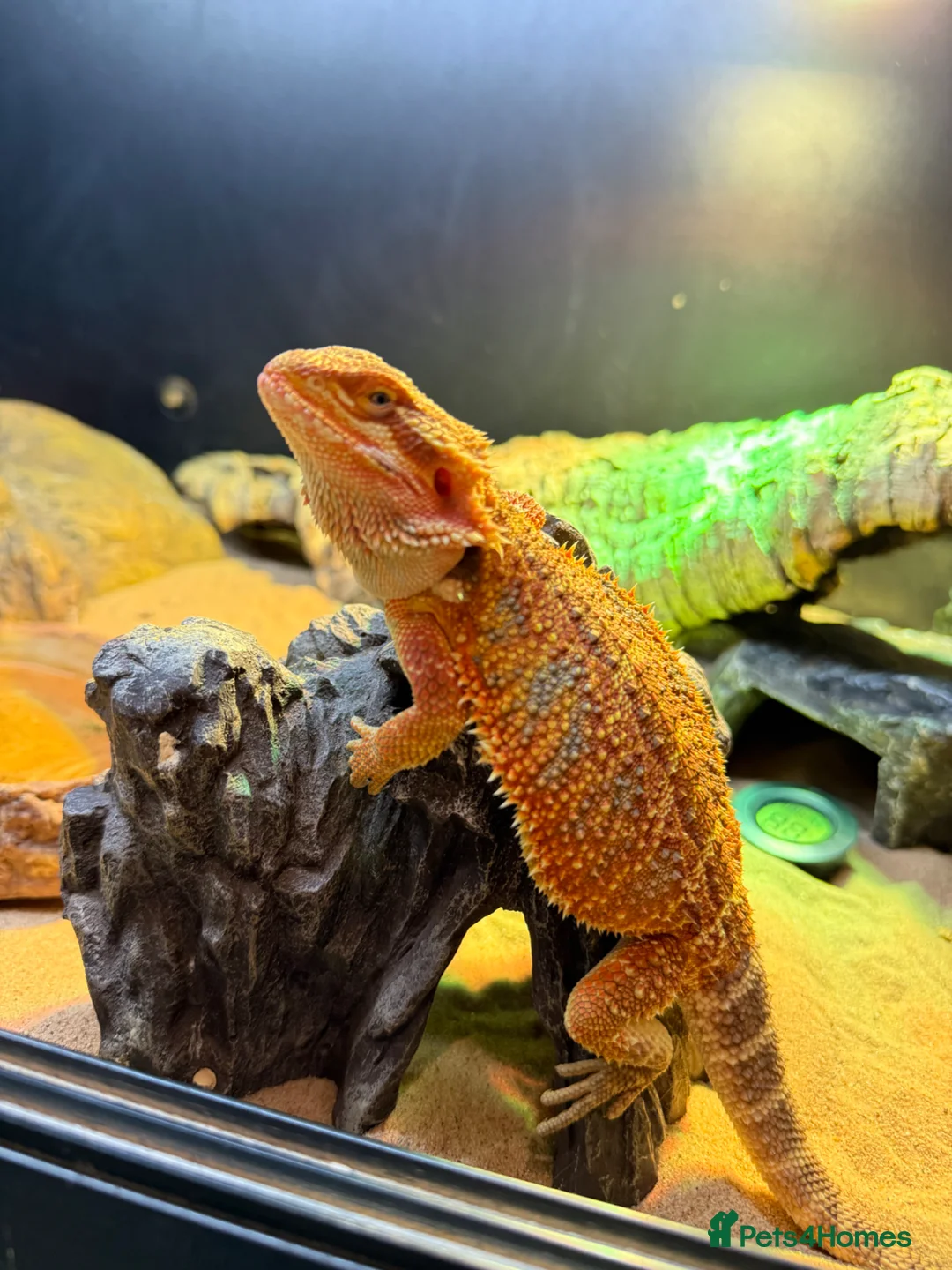 Bearded Dragon reptiles for sale: Orange bearded dragon in Peterborough - Advert 3